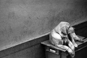 sitting dog