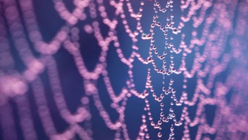 Silk