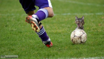SoccerCat
