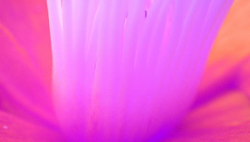 Stamen